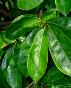 Hojas de guanábana de Vietnam / Ingrediente natural para el té - Product Image 5