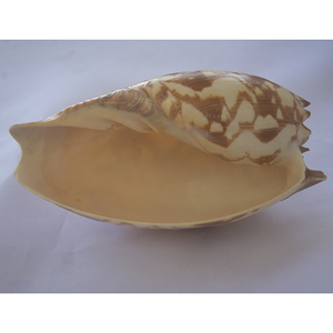 เครื่องประดับเปลือกหอยขนาดใหญ่25-30ซม. เสื้อผ้าบาติก - Product Image 3