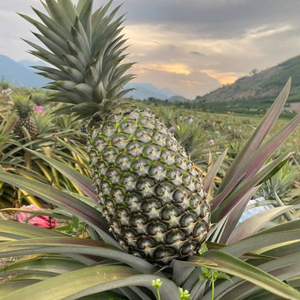 Ananas frais, source de haute qualité et réputée du Vietnam, grande quantité, prix bon marché de Bao Tram Anh Company - Product Image 1
