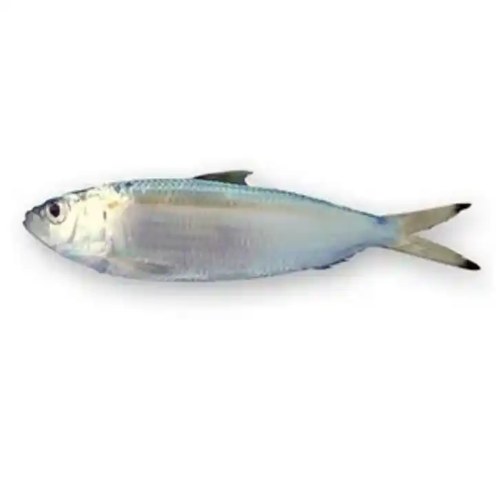 200-300g Precios de pescado de caballa congelado fresco entero