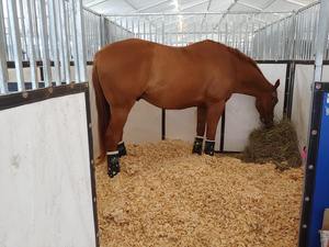 Standard Quality <b>Pine</b> <b>Wood</b> Shavings Sawdust for Horse Bedding Custom Specifications Made in France 24-Month <b>Shelf</b> Life Model SX4 - Product Image 6
