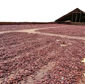 GOOD Sun Dried Cocoa / Cacao Beans