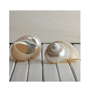 Conchas marinas vietnamitas Turbo Burgess: especímenes de alta calidad para coleccionistas - Product Image 1