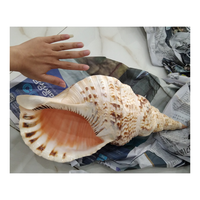 Coquille de trompette du Vietnam océan vietnamien naturel gros coquillages de triton/trompette à vendre coquillages de 99 données d'or