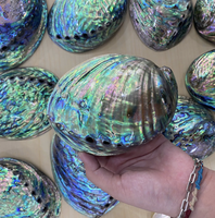 Coquille d'ormeau du Vietnam fabriquée à partir de matériaux naturels de coquillages pour l'artisanat décoratif, les incrustations de bijoux, l'affichage à domicile, l'exportation