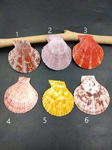 Coquille de coquillage naturelle pour la fabrication de bijoux, la décoration côtière et l'affichage artistique - Product Image 2