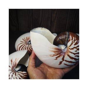 Juego de Conchas Marinas en Espiral Únicas para Recuerdos Corporativos y Regalos para Eventos - Product Image 1