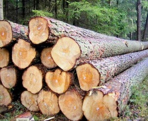 Exportation durable de grumes de bois dur en bois de chêne en vrac pour la fabrication de revêtements de sol de meubles Design moderne Résistant à l'eau Durée de vie - Product Image 2