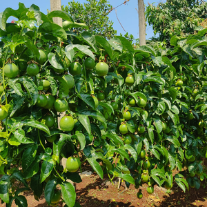 เสาวรสแช่แข็งคุณภาพสูงจากเวียดนาม - Product Image 5