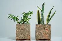 Jardinière de table en liège écologique et léger, finition sculptée à la main en placage d'olivier, style vintage, 10x10cm, pour la maison et le jardin, Kapson