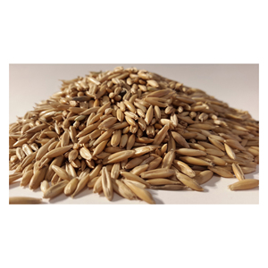 Seigle d'hiver de haute qualité/Grains de seigle biologiques/Son de seigle et flocons de seigle - Product Image 5