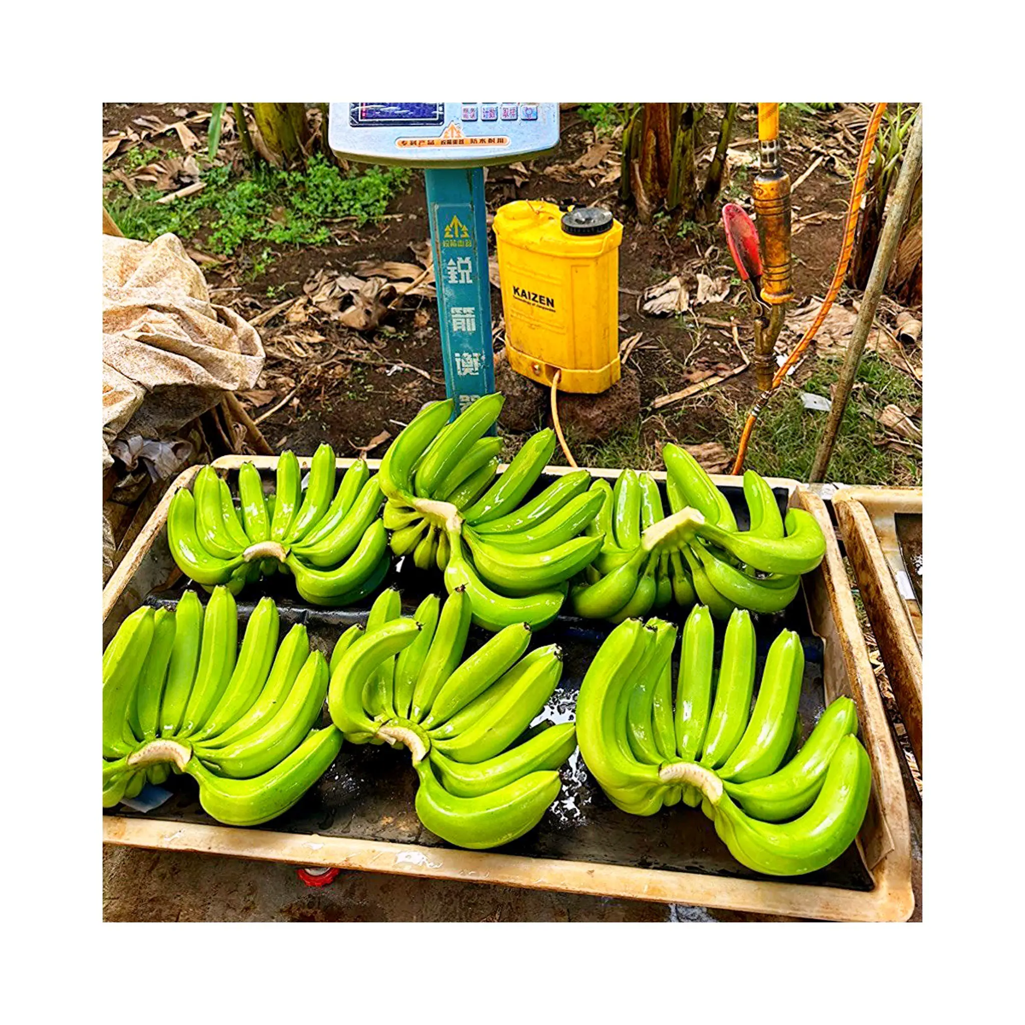 Verse Groene Cavendish Bananen/G9 Gele Bananen Vietnam Origin Hoge Kwaliteit Beste Prijs Gebruikt Voor Direct Eten Nieuwe 2024