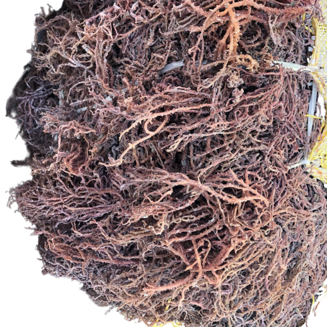 Eucheuma Cottonii водоросли лучшего качества из Вьетнама