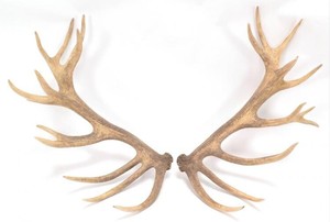 เขากวางเขากวางธรรมชาติสำหรับสุนัขเคี้ยวทนทานและอุดมไปด้วยสารอาหาร - Product Image 4