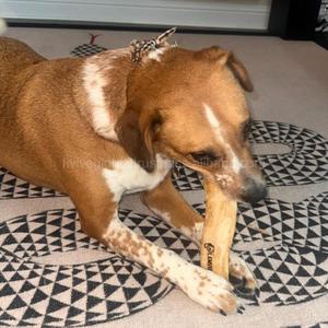 Jouet à mâcher en bois de café pour chiens – Jouets écologiques pour chiens favorisant une mastication saine, durée de jeu prolongée pour les chiens agressifs - Product Image 2