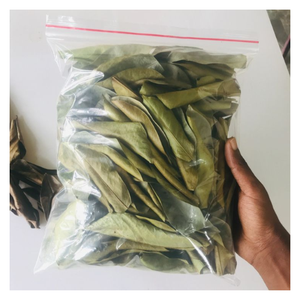 ARTÍCULO CALIENTE HOJAS DE GRAVIOLA/HOJAS DE SOURSOP SECAS/EL MEJOR INGREDIENTE PARA EL TÉ DE ASIA A PRECIO COMPETITIVO - Product Image 2