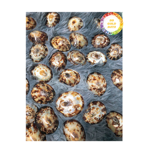 Vietnam Limpet Polish Seashell Beau matériau brillant Idéal pour l'art de la coquille et la décoration côtière - Product Image 3