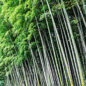 Wholesale Treated Bamboo | Structural Grade <b>Poles</b> | Vietnam Factory | Bulk - Product Image 4