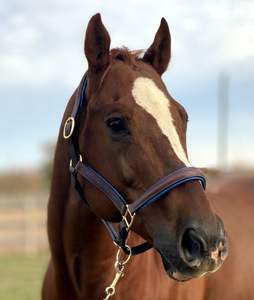 Halter cosido elegante con relleno azul. Nariz acolchada y cosida de mejillas planas. Corona acolchada y piezas de mejillas planas, - Product Image 6