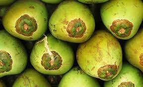 Noix de coco d'eau verte fraîche à vendre - Product Image 2