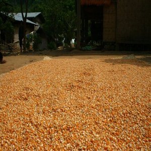 Mejor Precio al por Mayor de Granos de Maíz Amarillo Orgánico No Transgénico, Secos, Listos para Enviar, Libres de Impuestos, en Venta - Product Image 5