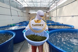 ผลิตภัณฑ์สาหร่ายทะเลจากสาหร่ายทะเลองุ่นสดและพิเศษผลิตภัณฑ์จากมอสทะเลจาก100% วีแกนแห้งเก็บไว้ในบรรจุภัณฑ์ถุงคั่ว - Product Image 5