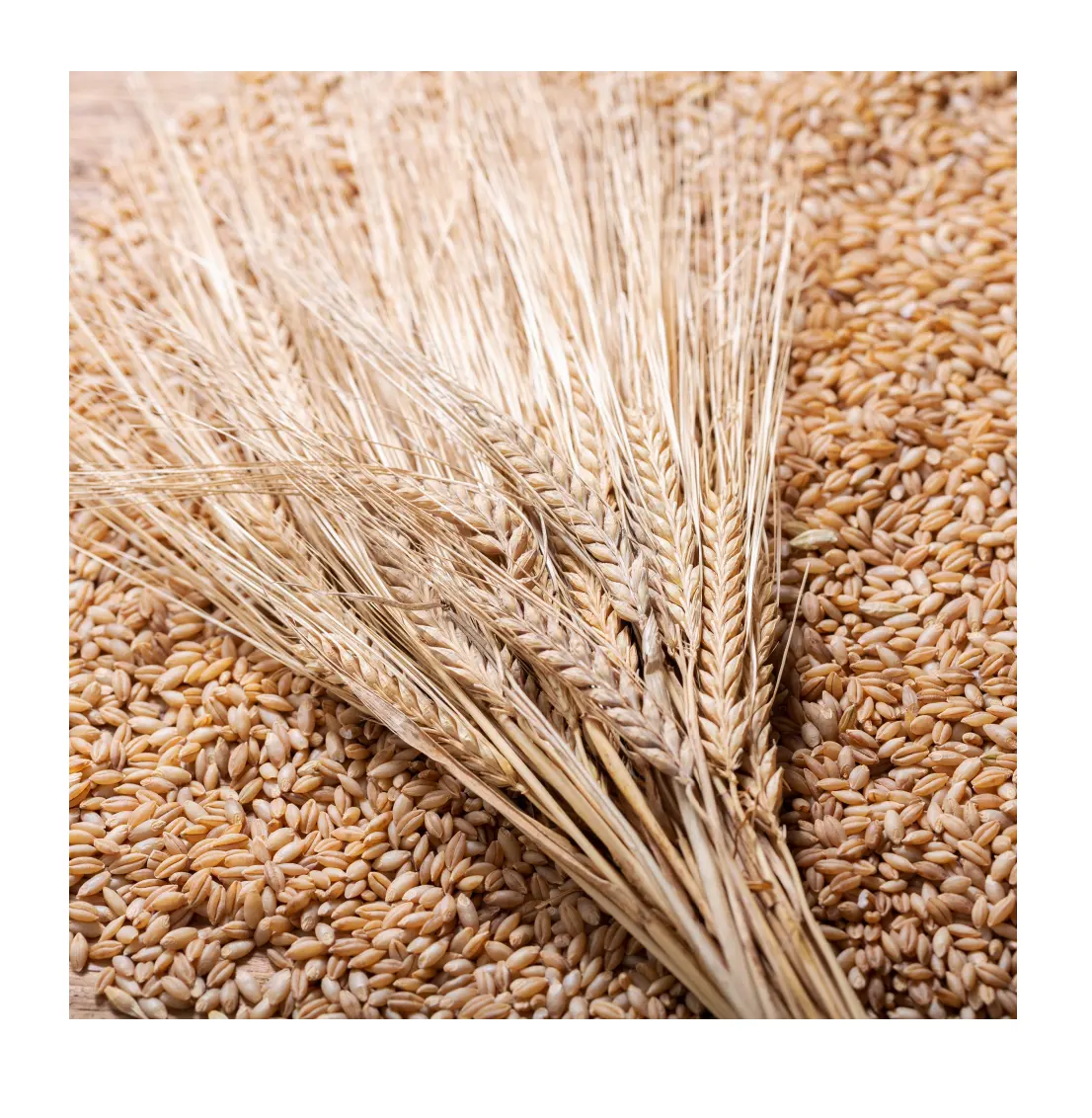 Hot bán Chất lượng cao nén số lượng lớn forsale bán buôn HạT Giá mỗi tấn lúa mạch cho thức ăn chăn nuôi