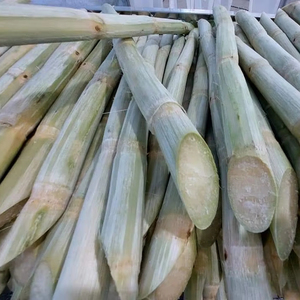 Canne à sucre congelée pour jus et dessert à base de canne vietnamienne fraîche préservant la douceur naturelle - Product Image 1