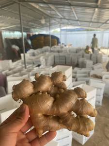 Lavage frais racine de gingembre nouvelle récolte exportation à haute teneur en nutriments du Vietnam taille 100g-150g en gros - Product Image 5