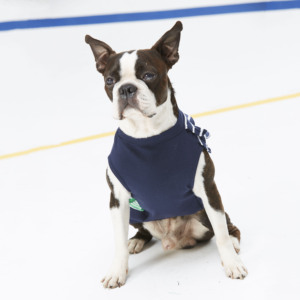 Fabricantes ODM OEM de Taiwán, Ropa para Perros con Borde de Volantes, Poliéster y Algodón, Lavable y Plegable, Temporada de Primavera - Product Image 6
