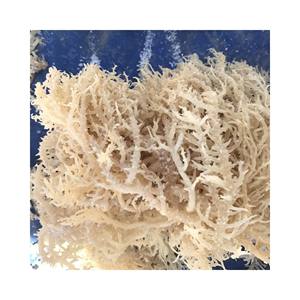 Vente en gros de mousse d'algues 100% pure, varech / mousse d'algues irlandaise / mousse d'algues séchée Chondrus Crispus, sans sel - Product Image 1