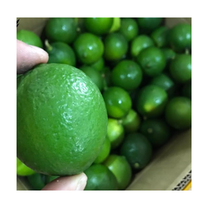 Limones y limas versátiles fabricados en Vietnam, Lima fresca/Lima verde natural de alta calidad - Product Image 3