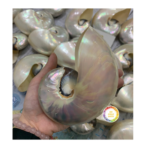 Nautilus Pompilius, concha marina perlada natural pulida para exhibición de decoración costera, artesanía Natural hecha a mano para bodas - Product Image 1