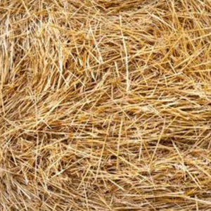 Kanha Nature Huiles Premium Qualité Huile Essentielle Pure Racine Fabricant Indien Soins de Santé Huile Essentielle de Foin Vente en Gros En Vrac - Product Image 5