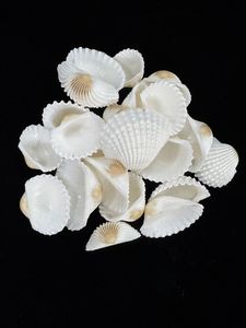 เปลือกหอยเชลล์สีขาวธรรมชาติ - เปลือกหอยขนาดใหญ่สำหรับตกแต่งงานแต่งงานริมชายหาด งานฝีมือ DIY ตู้ปลา และการทำเครื่องประดับจากมหาสมุทร - Product Image 3