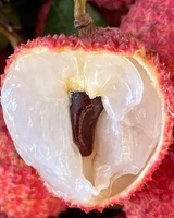 Vers Tropisch Fruit Lychee Verse Bestseller Van Vietnam Fruit Zoete En Sappige Lychee Laatste Seizoen Concurrerende Prijs
