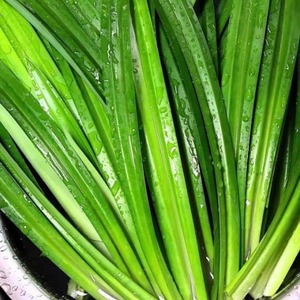 Hojas de pandan de alta calidad de grado premium, venta al por mayor, precio más barato, hoja de pandan producida por la mejor fábrica - Product Image 3