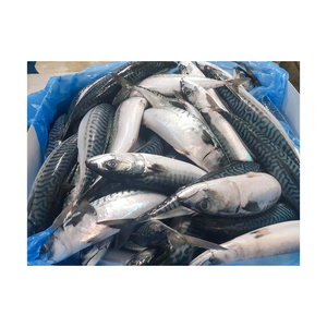 Venta al por mayor Atlantic Bumper cajas de cartón a granel exportación calidad mariscos listos para supermercados - Product Image 4