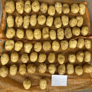 Nouvelles pommes de terre jaunes brésiliennes biologiques de qualité A+ en sacs en filet avec une durée de conservation de 2 ans, disponibles pour l'exportation - Product Image 1
