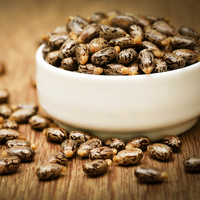 Les meilleures graines de ricin brutes pour l'huile de ricin jamaïcaine Produit agricole de première qualité de l'Inde