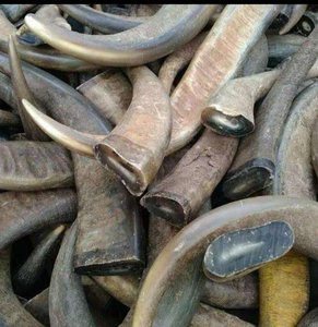 Puntas de Cuerno de Búfalo Orgánicas Ecológicas de Tamaño Personalizado, Bellamente Talladas con Estilo Animal, Materiales Naturales de Alta Calidad, Arte ZEHRA - Product Image 6