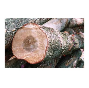 Hard Maple <b>Wood</b> - Hardwood Export <b>Logs</b> For Furniture Work - Product Image 4