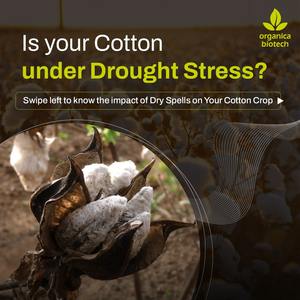 สารชีวภาพที่ดีที่สุดสำหรับการเกษตรฝ้าย - Product Image 2