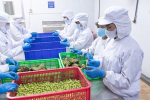 Hạt sen đóng hộp sẵn sàng để ăn trong xi-rô từ Việt Nam một thành phần bổ dưỡng và ngọt ngào để tăng cường bất kỳ món tráng miệng hoặc đồ ăn nhẹ - Product Image 2