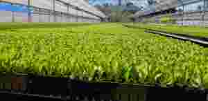 Than bùn rêu hạt giống khay chất nền lý tưởng cho Tuyên Truyền rộng phạm vi của rau giường cây trong nhà cây cây cây cảnh - Product Image 4