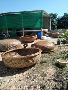 เรือไม้ไผ่คุณภาพดี/Coracle ไม้ไผ่ธรรมชาติ100% จากผู้ผลิตเวียดนาม99ข้อมูลทอง - Product Image 5