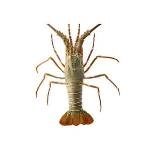 Langosta Congelada Entera, Limpiada, Calidad Premium para Exportación, Marisco - Product Image 3