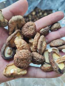 SETA SHIITAKE SETA SECA DE ALTA CALIDAD SETA VIETNAM VENTA ENTERA 2024 - Product Image 2