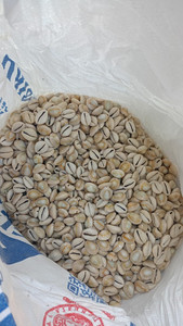Conchas de cauri pequeñas limpias de Vietnam, superficie pulida blanca natural, secas y vacías, ideales para exportación y comercio artesanal - Product Image 3