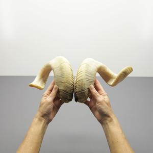 Paire de cornes de mouton authentiques, cornes brutes naturelles pour la décoration et l'artisanat - Product Image 2